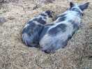 Our favourite piggy..