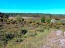 Beautuful new forest literally outside the site