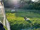 Miniature horses