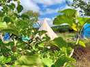 Camping in an apple orchard, 1/3