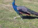 Peacocks on the loose