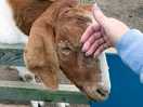 Lovely goat
