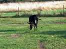Separate enclosed area for farm animals... alpaca, sheep and donkeys