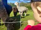 Admiring the alpaca's
