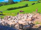 The sheep round up was a exciting spectacle