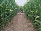 Exploring the corn field maze