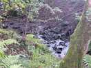 A stream running through the woods