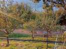 Lapins libres de circuler dans tout le camping