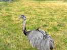 Roger the rhea