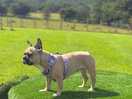 Dog field is a brilliant addition to site.