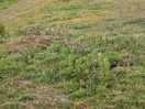 Uneven full of weeds and nettles.