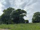 Trees with tree swing