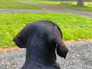 Even the dog loved the views..