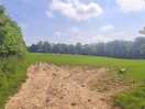 Sheep field