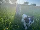 My dogs!