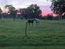 Horses in the paddock as the sun sets