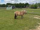 Resident pony