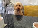 Even the dog thought it was the best campsite ever!
