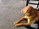 Dog friendly bar area