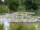 This is the beautiful fishing lake near by