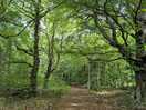 Forest walking