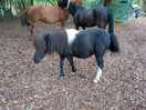 Beautiful little shetland pony so friendly