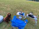 With the dog