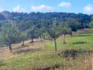 Orchard