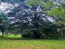Arbre manifique