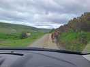 Journey to the pod. wild horses on the road.
