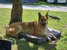 Happy pooch chilling.