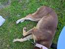 Sleepy dog 1