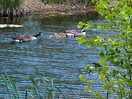 The geese and their goslings. a view from our window. amazing