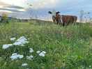 Daisy moo