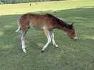 Foal