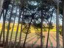 View from our pitch of the vineyards