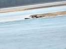 Seals on the beach