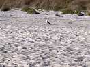 Spiaggia bianca,