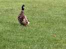 Wildlife all around