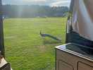 Free roaming peacocks, casually strolling past the van