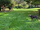 Large area for dogs to roam or run or play