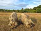 Kune kune pigs