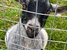 Animals on site