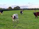 Friendly cows nearby