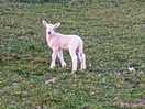One of many cute lambs on the farm