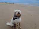 Camber sands