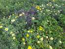 Flora and fauna