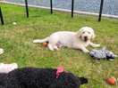 Oscar and molly chilling in the garden space.