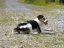 Sid the dog