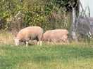 And more sheep!